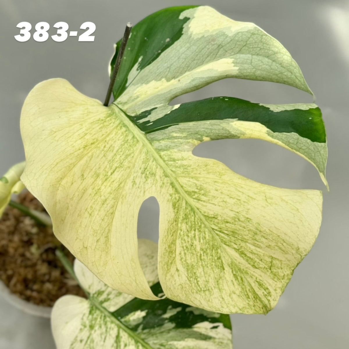 【予約販売6-383-1/2/3/4-5】モンステラ デリシオーサ 'ホワイトティア'