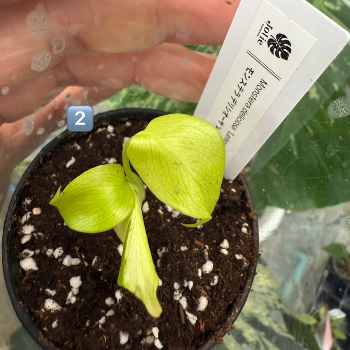 60%OFF【希少/選抜】モンステラ　デリシオーサ 'レモンライム'