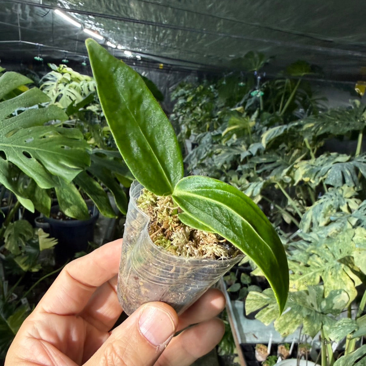 【再入荷】アンスリウム　ワロクアナム　2号ポリポット