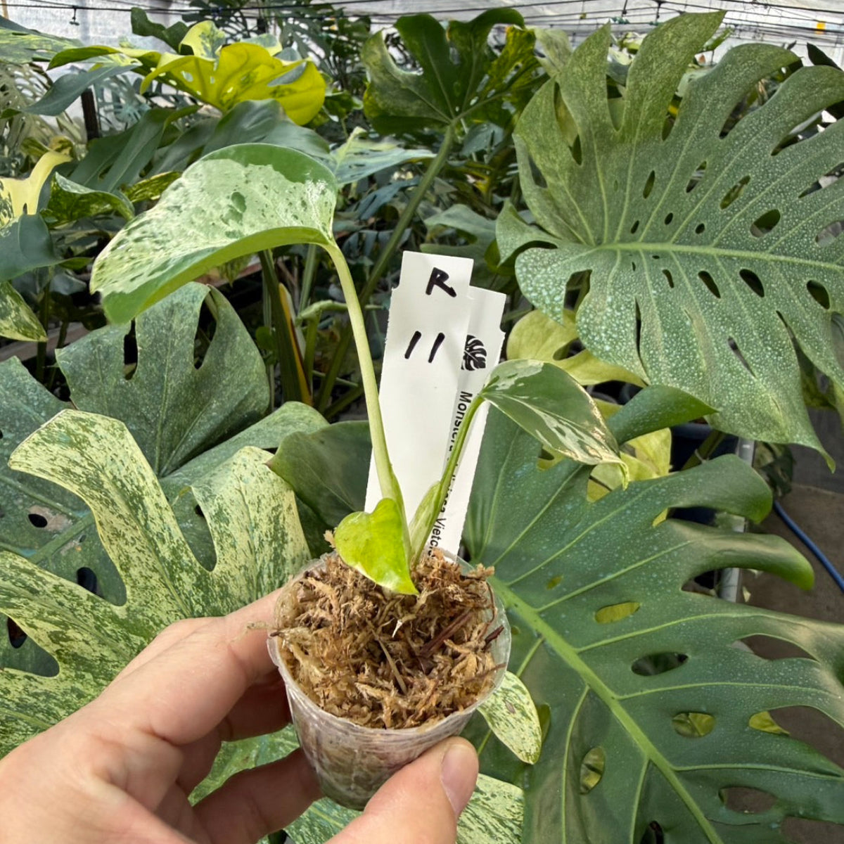 【コレクション】モンステラ・デリシオーサ 'ベトシオーサ'2号サイズ