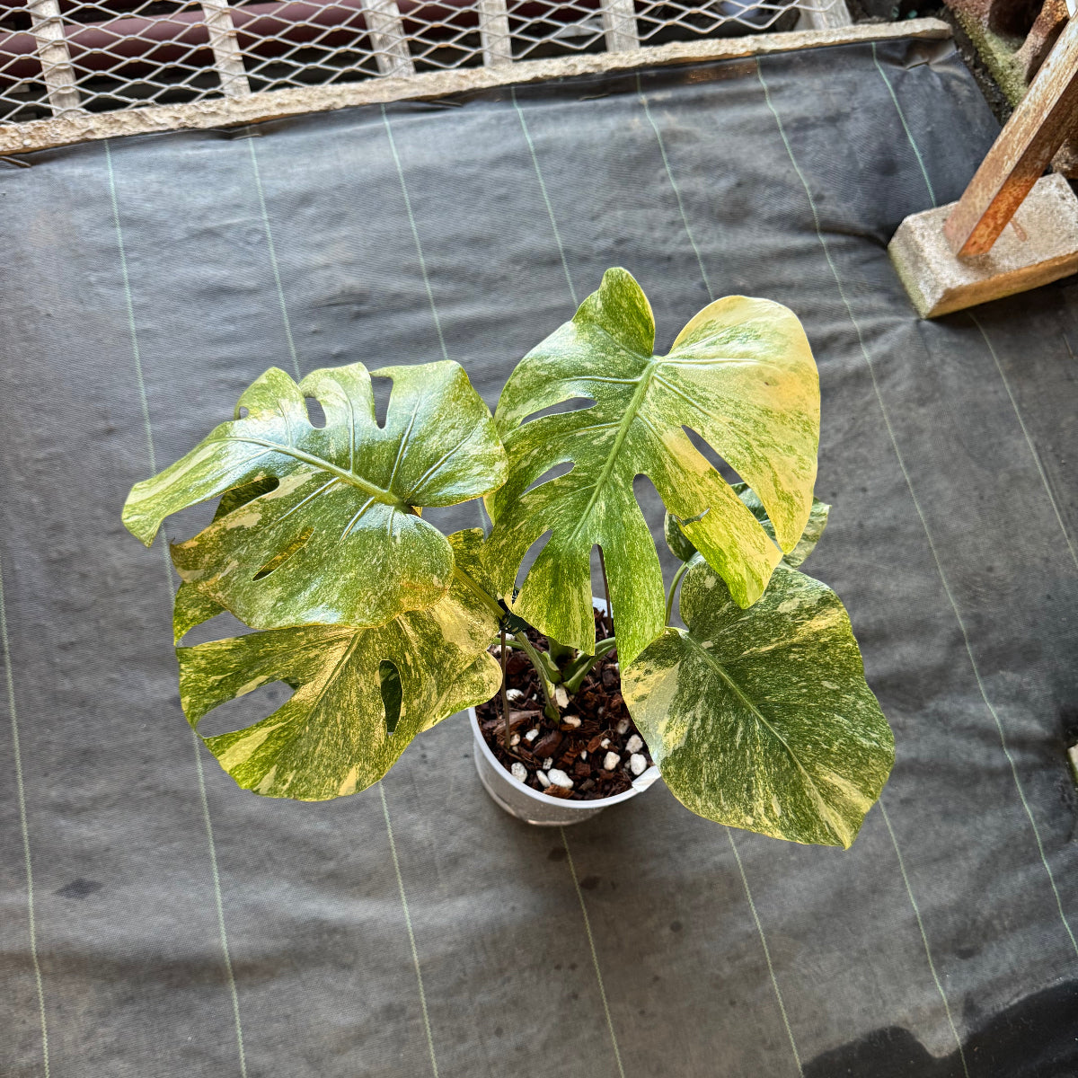 超希少な　モンステラ デリシオーサ ダイアモンド　レガシー　斑入り 超希少な モンステラ デリシオーサ ダイアモンド レガシー