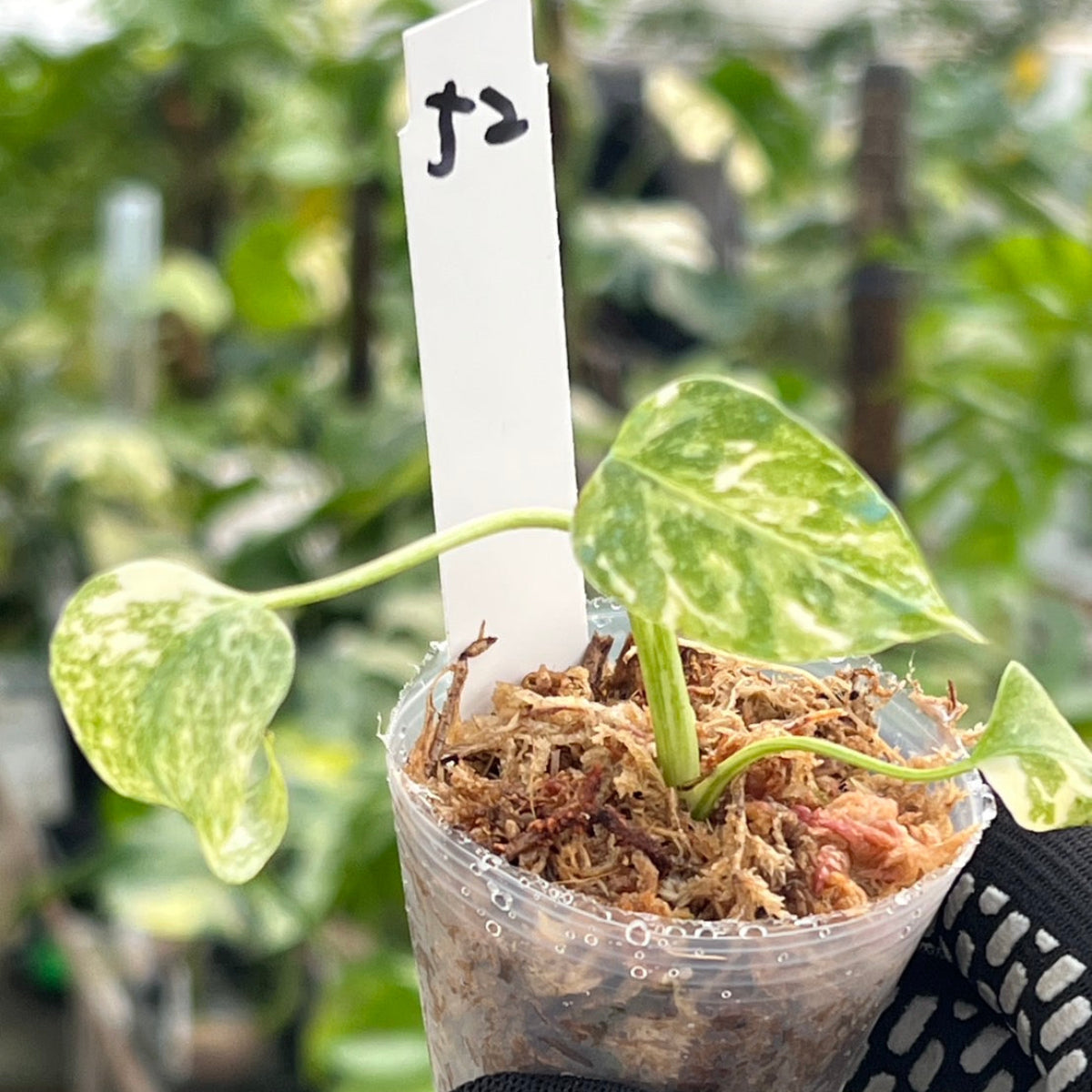 【シロウト園芸選抜株/2号サイズ】モンステラ・デリシオーサ　'タイコンステレーション'