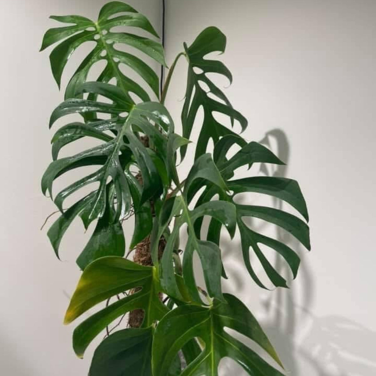 【希少】モンステラ・デリシオーサ var.シエラナ 2号サイズ