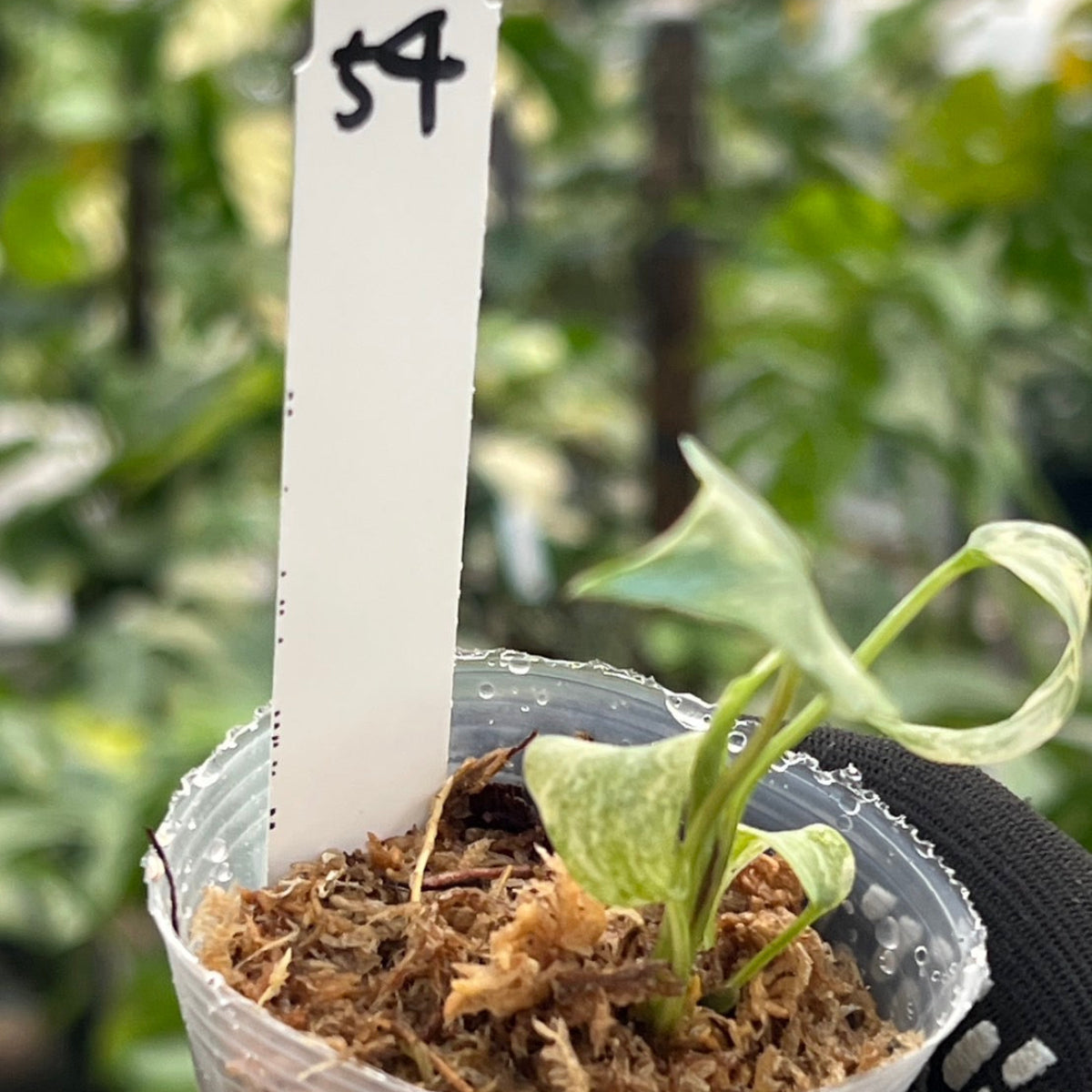 【シロウト園芸選抜株/2号サイズ】モンステラ・デリシオーサ　'タイコンステレーション'