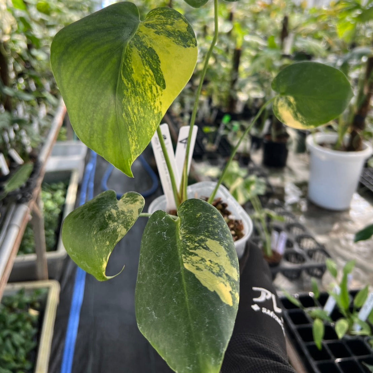 【選抜株/3号サイズ】モンステラ・デリシオーサ 'イエローマリリン' 親株候補