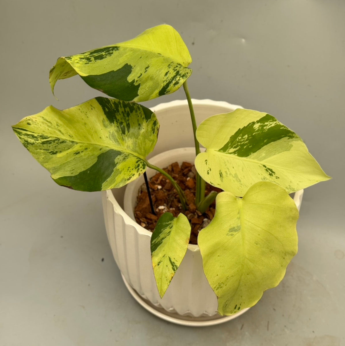 2 モンステラ　デリシオーサ　エレクトロライト　2寸ポリポット モンステラ デリシオーサ 'エレクトロライト' 2号 – RARE PLANTS JAPAN