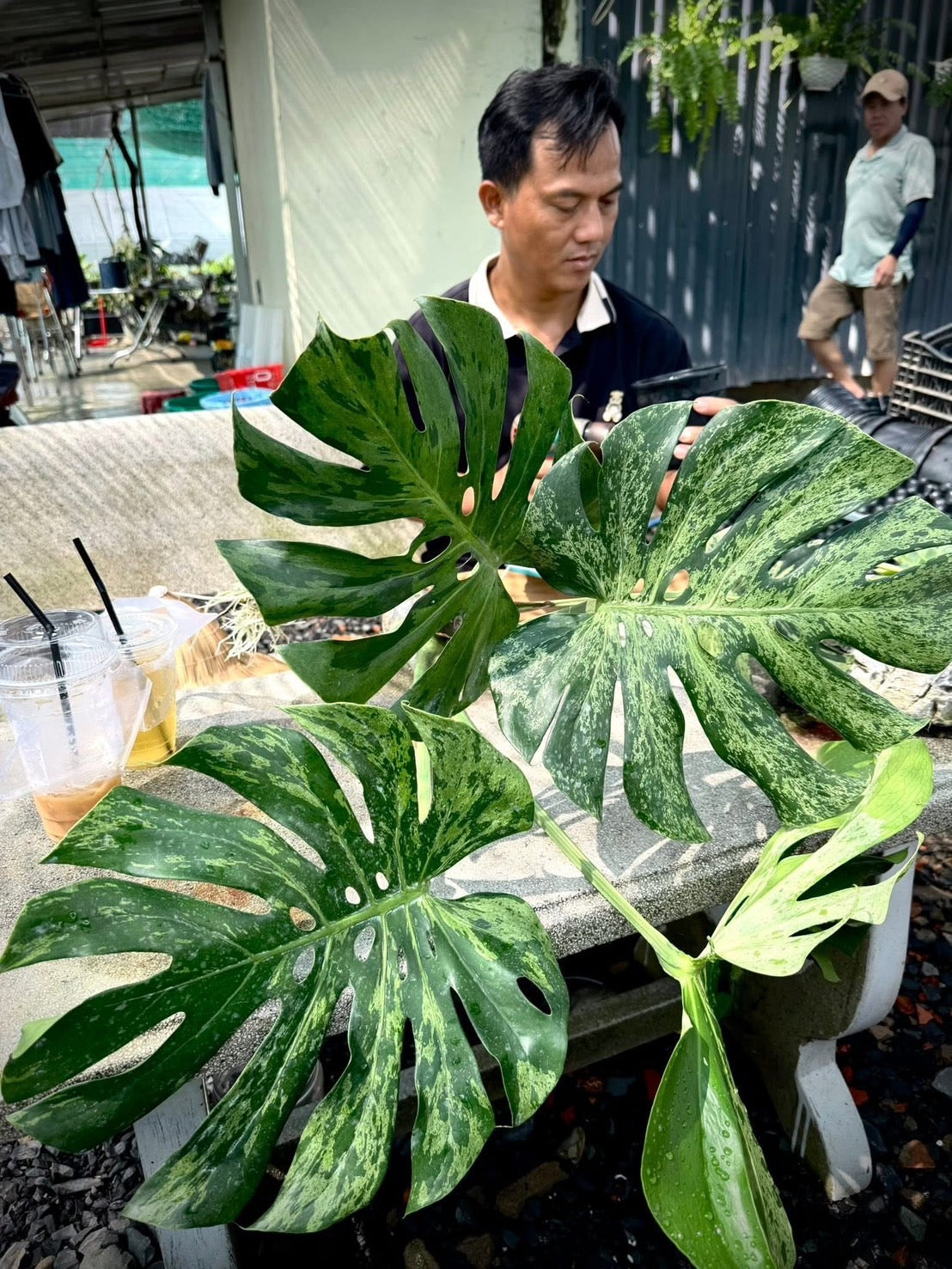 【３日間限定受付/予約販売】モンステラ・デリシオーサ 'ベトシオーサ'