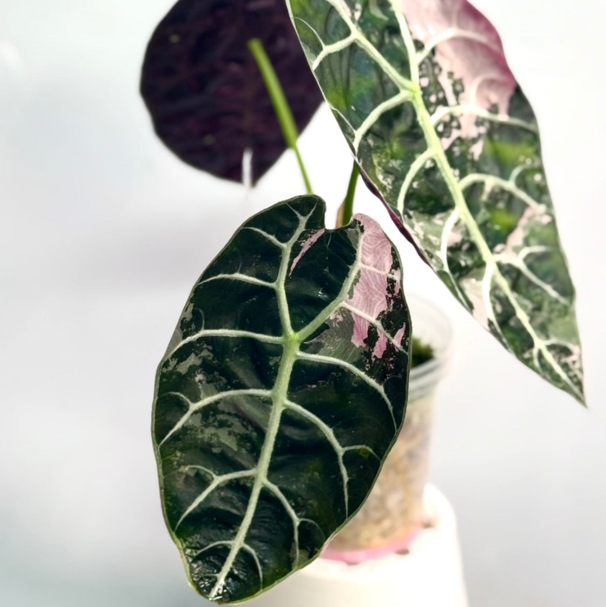 【予約販売6-403】アロカシア 'Watsoniana pink doff purple vein'