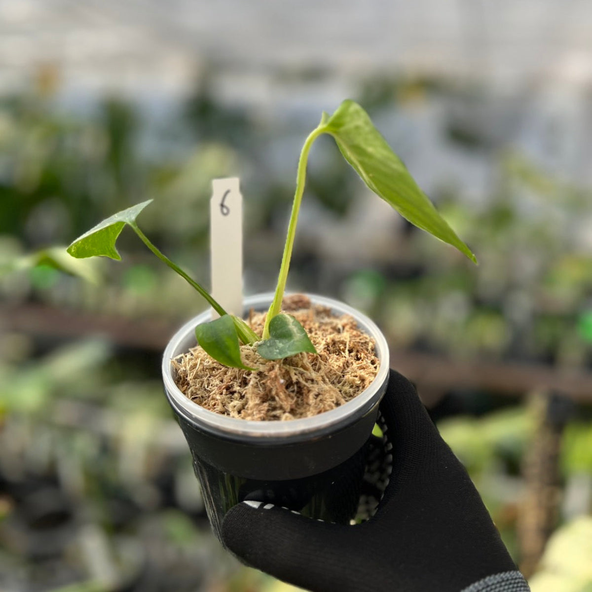 【希少/コレクション】モンステラ・デリシオーサ 'ベトシオーサ' TC苗順化済み