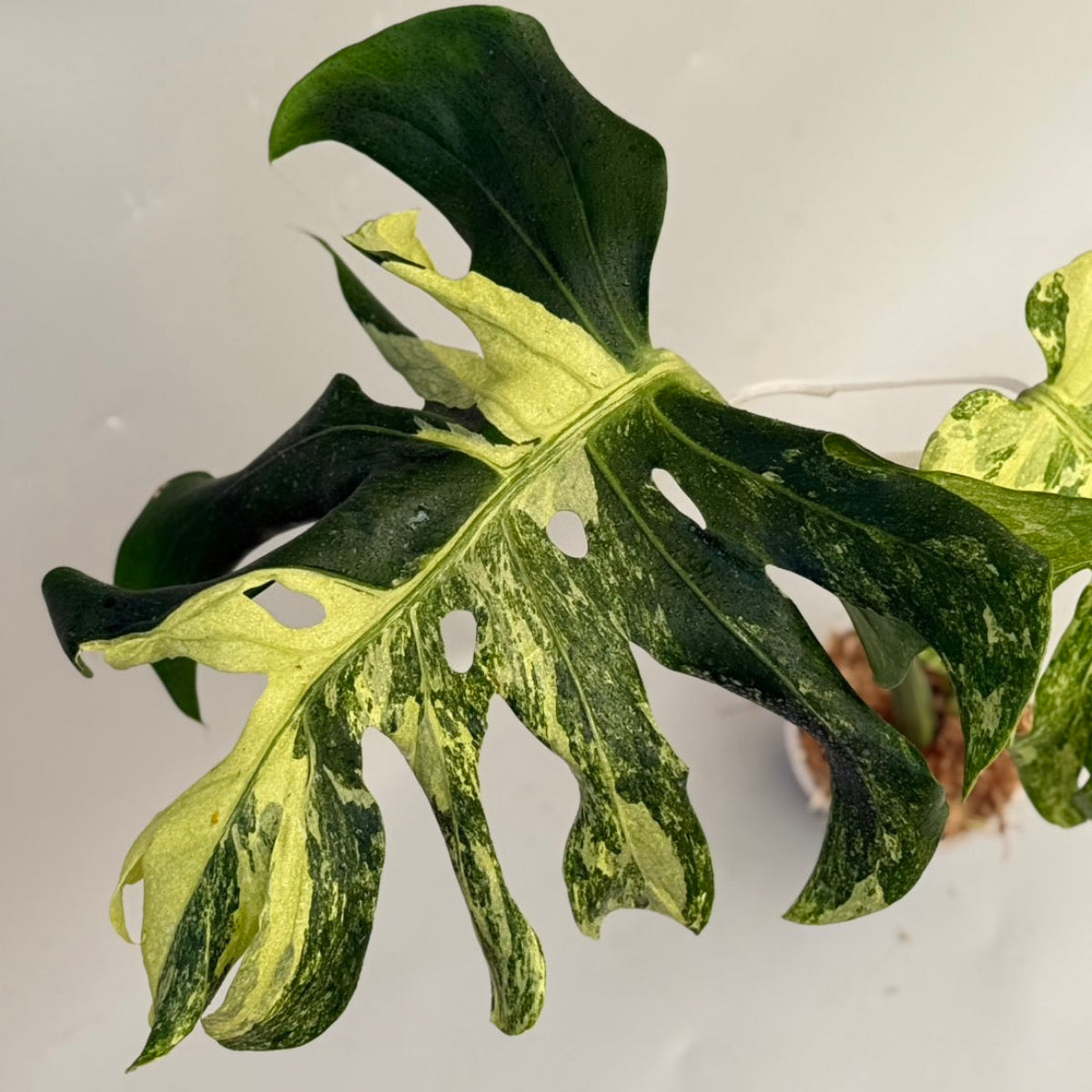 【タイナーセリー直売】 024番　モンステラ・デリシオーサ 'オーシャン　ミューテーション'【送料着払い】