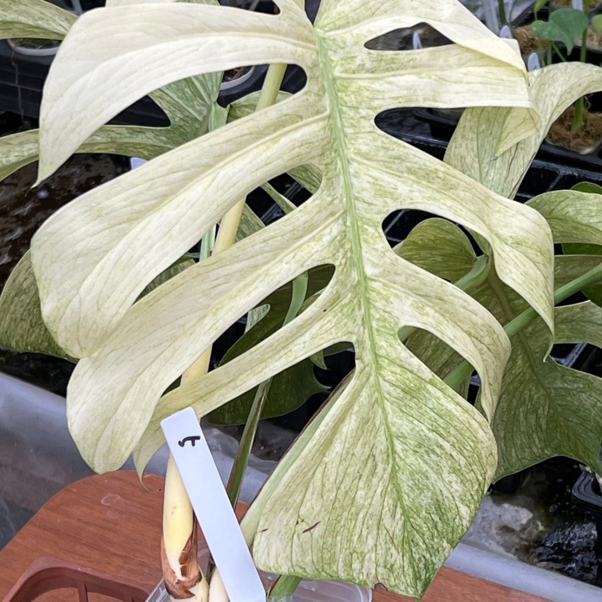 【厳選/コレクション】モンステラ 'ボルシギアナミント'