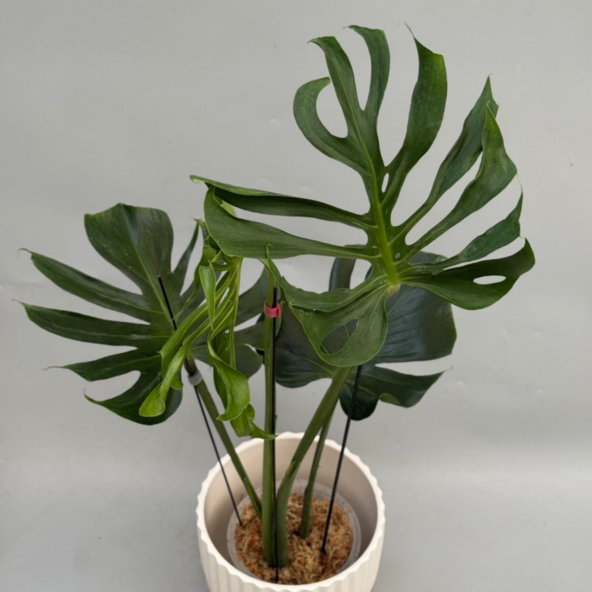 全植物一覧 – RARE PLANTS JAPAN (レアプランツジャパン)