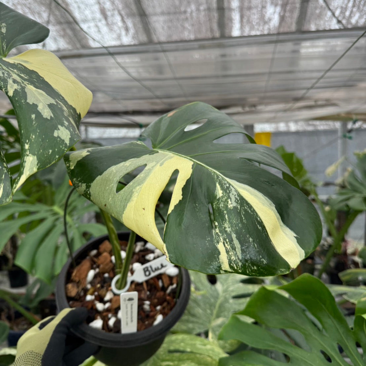 全植物一覧 – RARE PLANTS JAPAN (レアプランツジャパン)