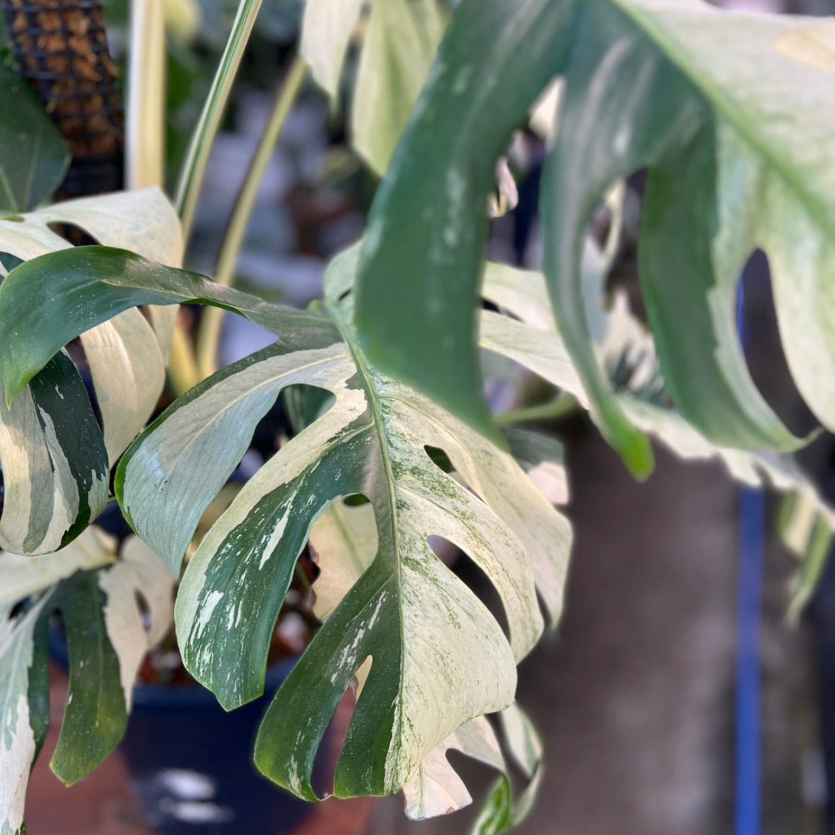 コレクション】モンステラ デリシオーサ 'ミント ブラジリアンフォーム