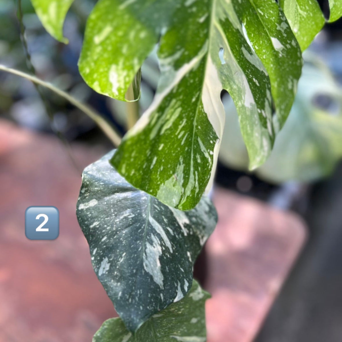 【希少】モンステラ・デリシオーサ　'タイコンステレーション【スターライト】'