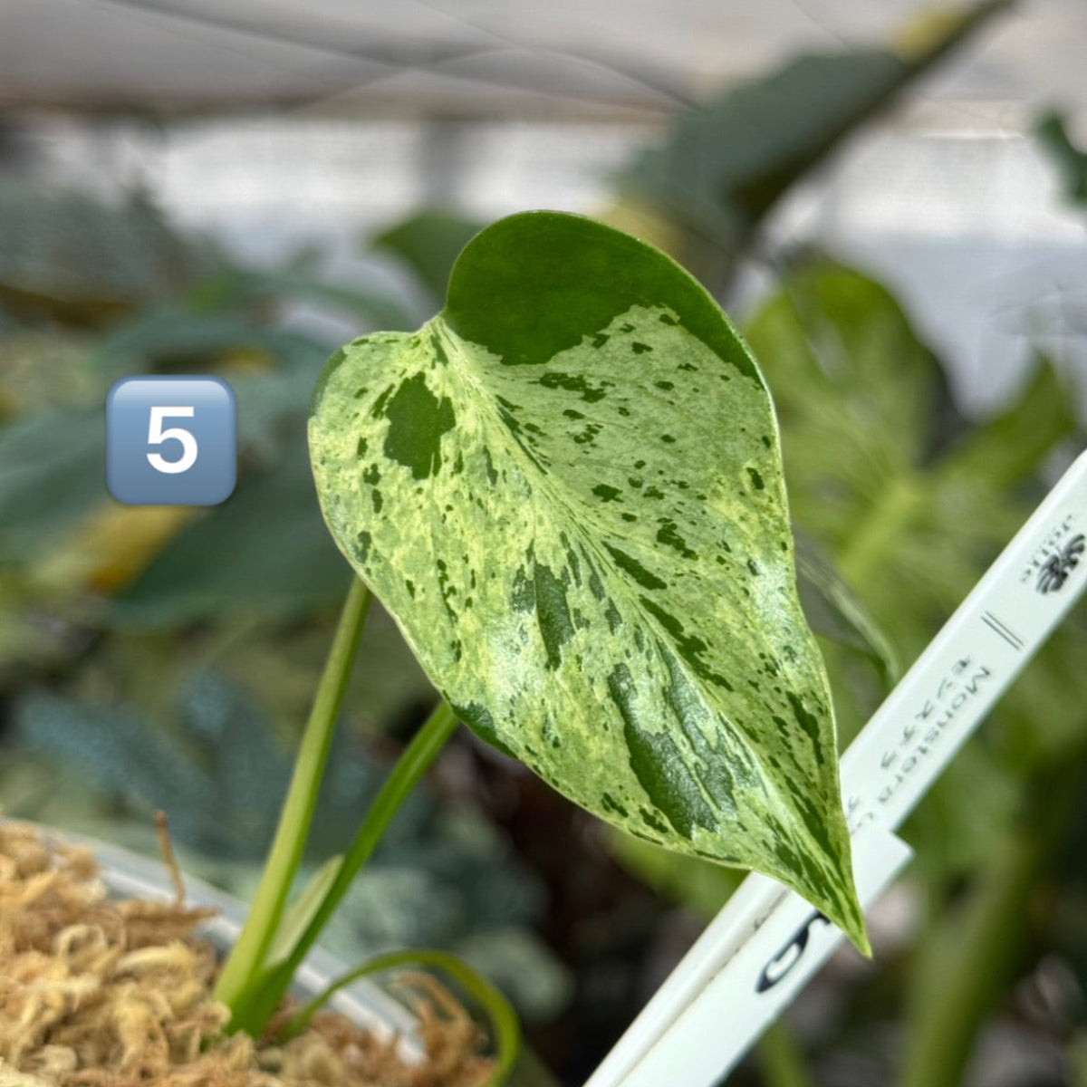 【希少/コレクション】モンステラ・デリシオーサ 'ベトシオーサ' TC苗順化済み