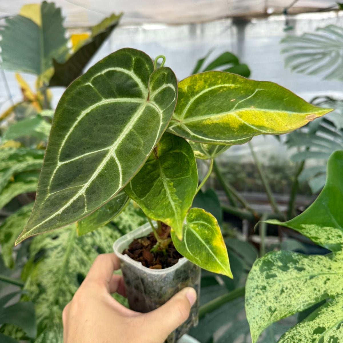 【クリスマスセール】アンスリウム'ミシェル'× 'クリスタルシルバー' バリエガータ (斑入り)