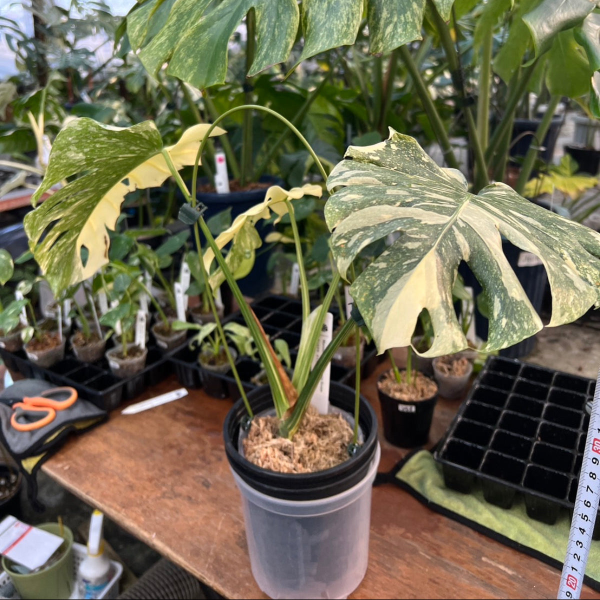 【コレクション】モンステラ デリシオーサ  'タイコンステレーション クレームブリュレ'