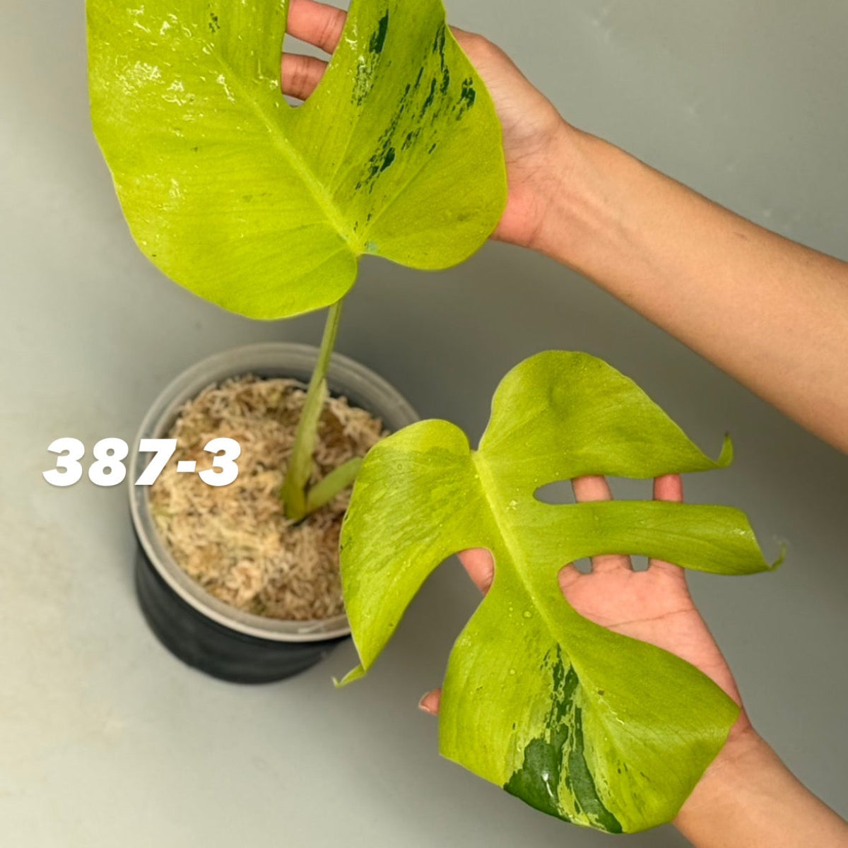 【予約販売6-387-1/2/3】モンステラ デリシオーサ'ライトライム'