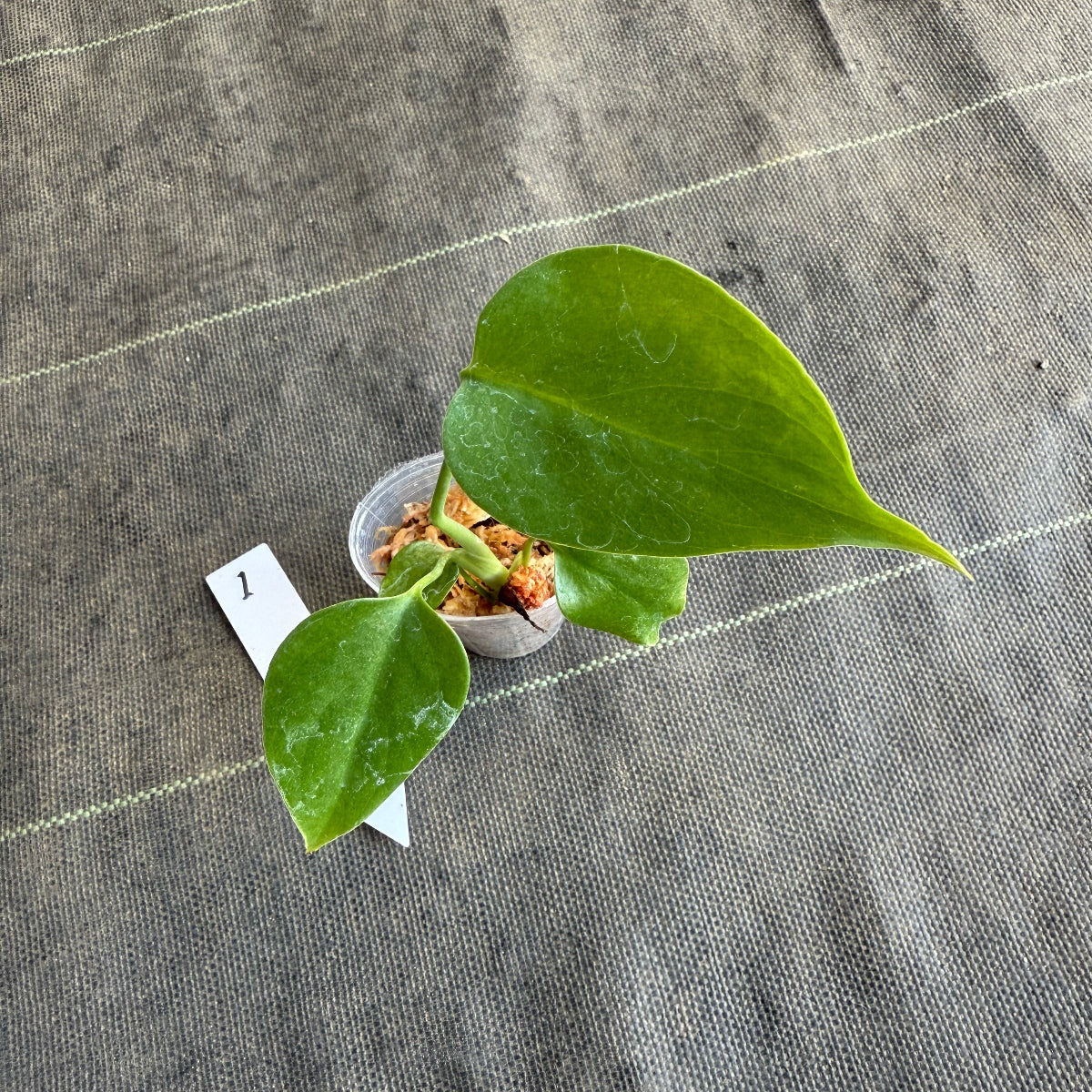 希少/再入荷】モンステラ・デリシオーサ var.シエラナ 2号サイズ