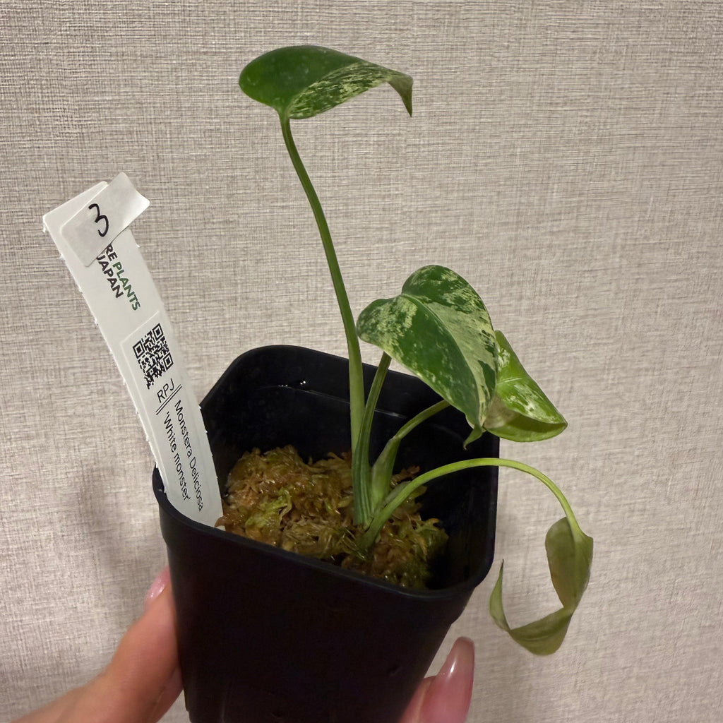 モンステラ デリシオーサ 'ホワイトモンスター' 3号