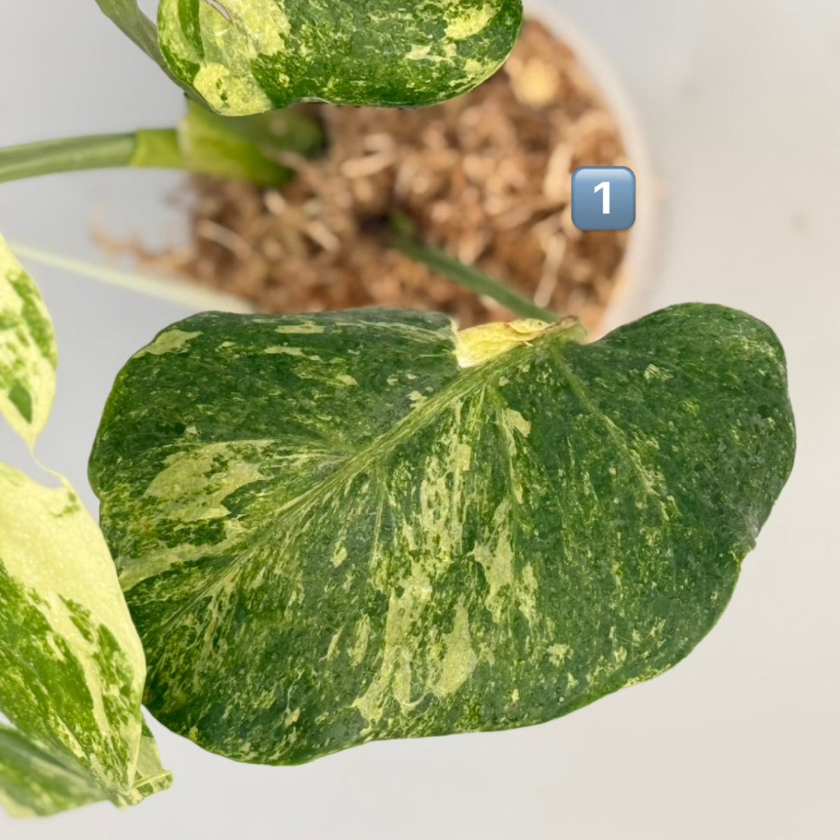 【タイナーセリー直売】 023番　モンステラ・デリシオーサ 'オーシャンミント' 【送料着払い】