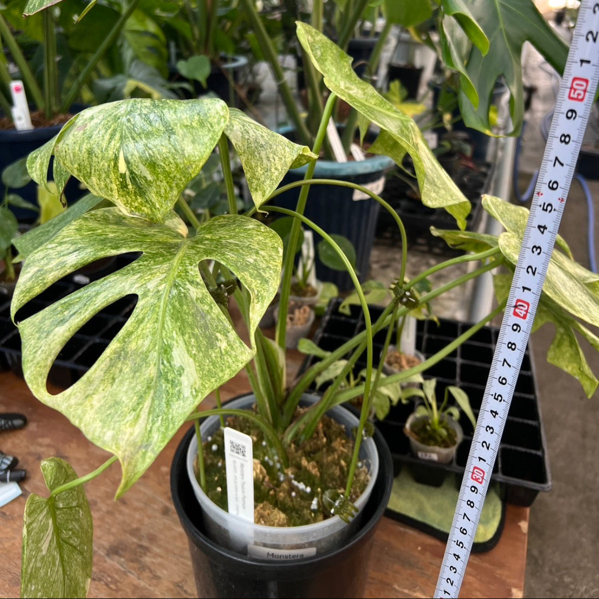 【コレクション】モンステラ　デリシオーサ 'タイコンステレーション プラチナム'