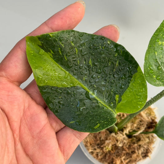 【タイナーセリー直売】モンステラ  デリシオーサ　'トンキーマ' トップカット【送料着払い】【164】