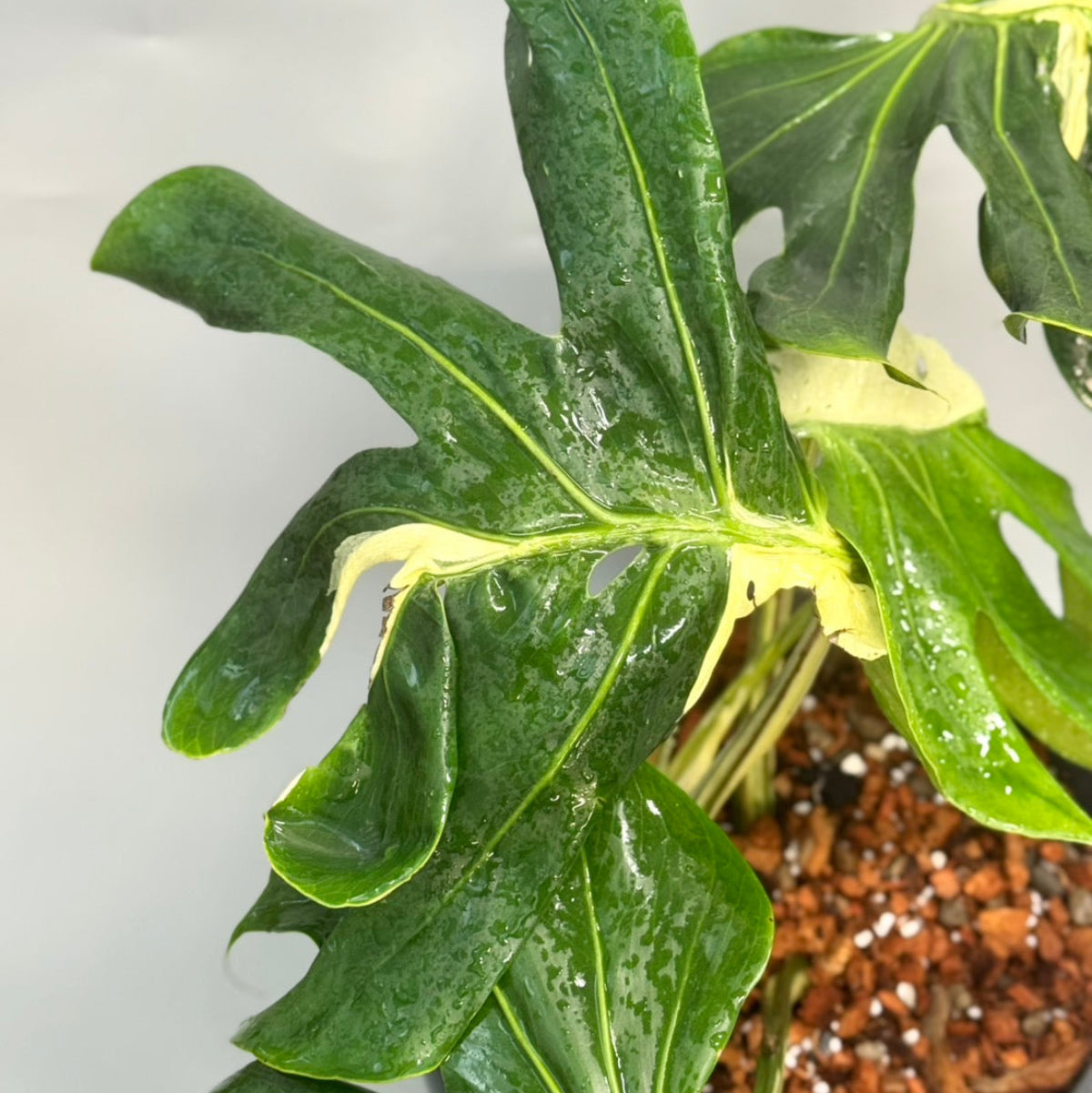 予約販売6-410】モンステラ デリシオーサ 'コントルタ' – RARE PLANTS