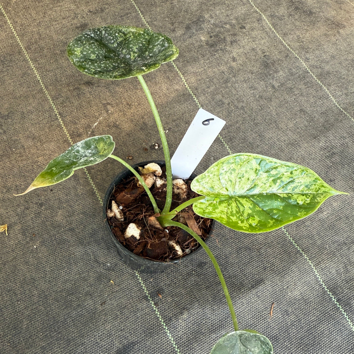 【シロウト園芸選抜】【希少】アロカシア 'ドラゴンスケール' ミント 3.5号　選択可能