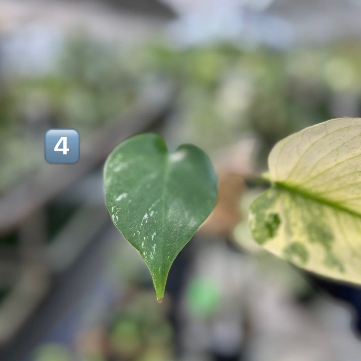 【選択可能】【コレクション】モンステラ　デリシオーサ 'ミント トリカラー' 3号サイズ