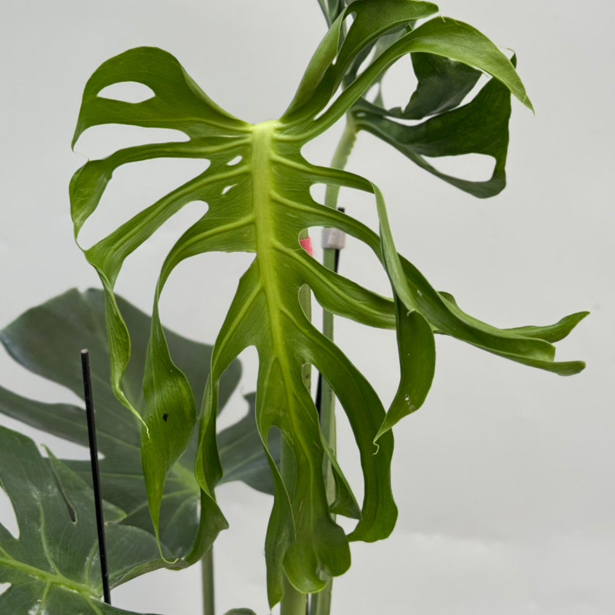 モンステラ Monstera – RARE PLANTS JAPAN (レアプランツジャパン)