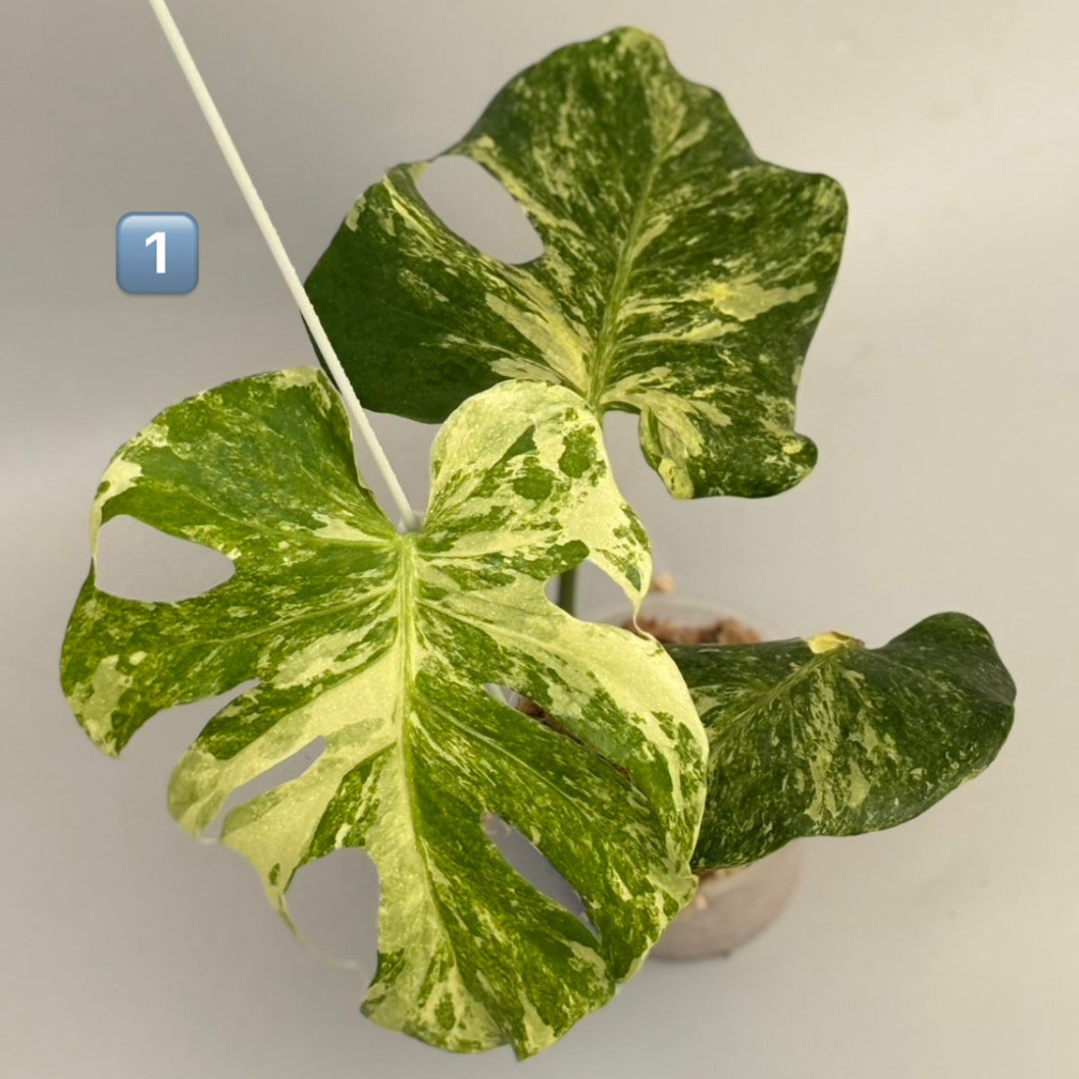 【タイナーセリー直売】 023番　モンステラ・デリシオーサ 'オーシャンミント' 【送料着払い】