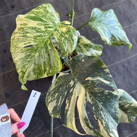 【2芽有り】モンステラ デリシオーサ  'タイコンステレーション クリームブリュレ'
