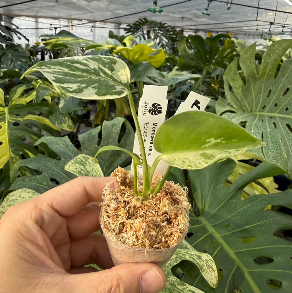 【コレクション】モンステラ・デリシオーサ 'ベトシオーサ'2号サイズ