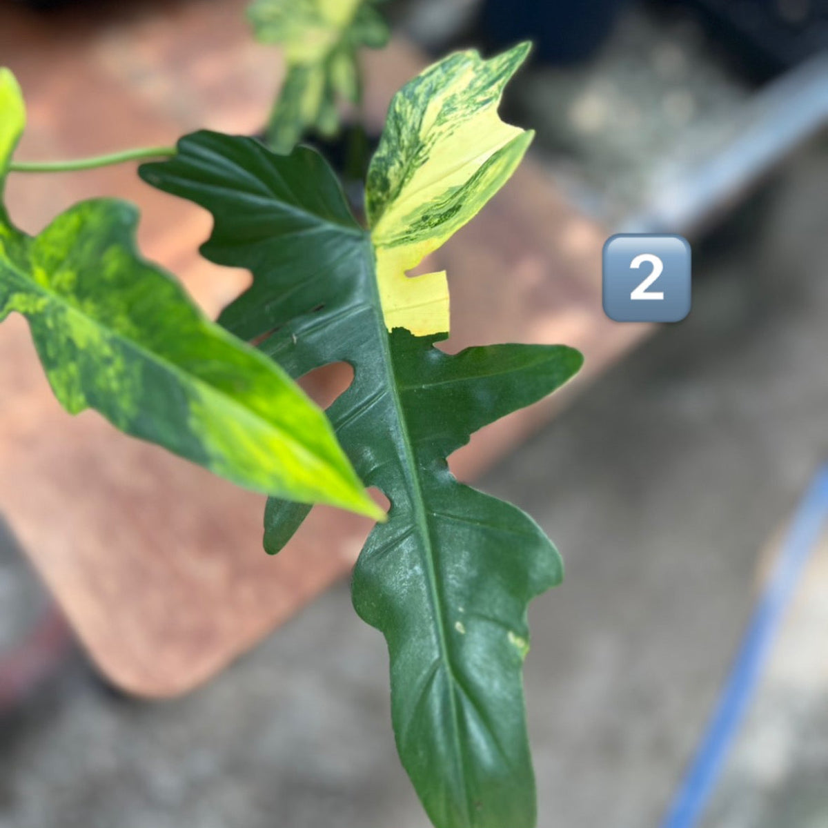 【希少/コレクション】フィロデンドロン 'キティナ'（フロリダビューティー✖️マヨイ）