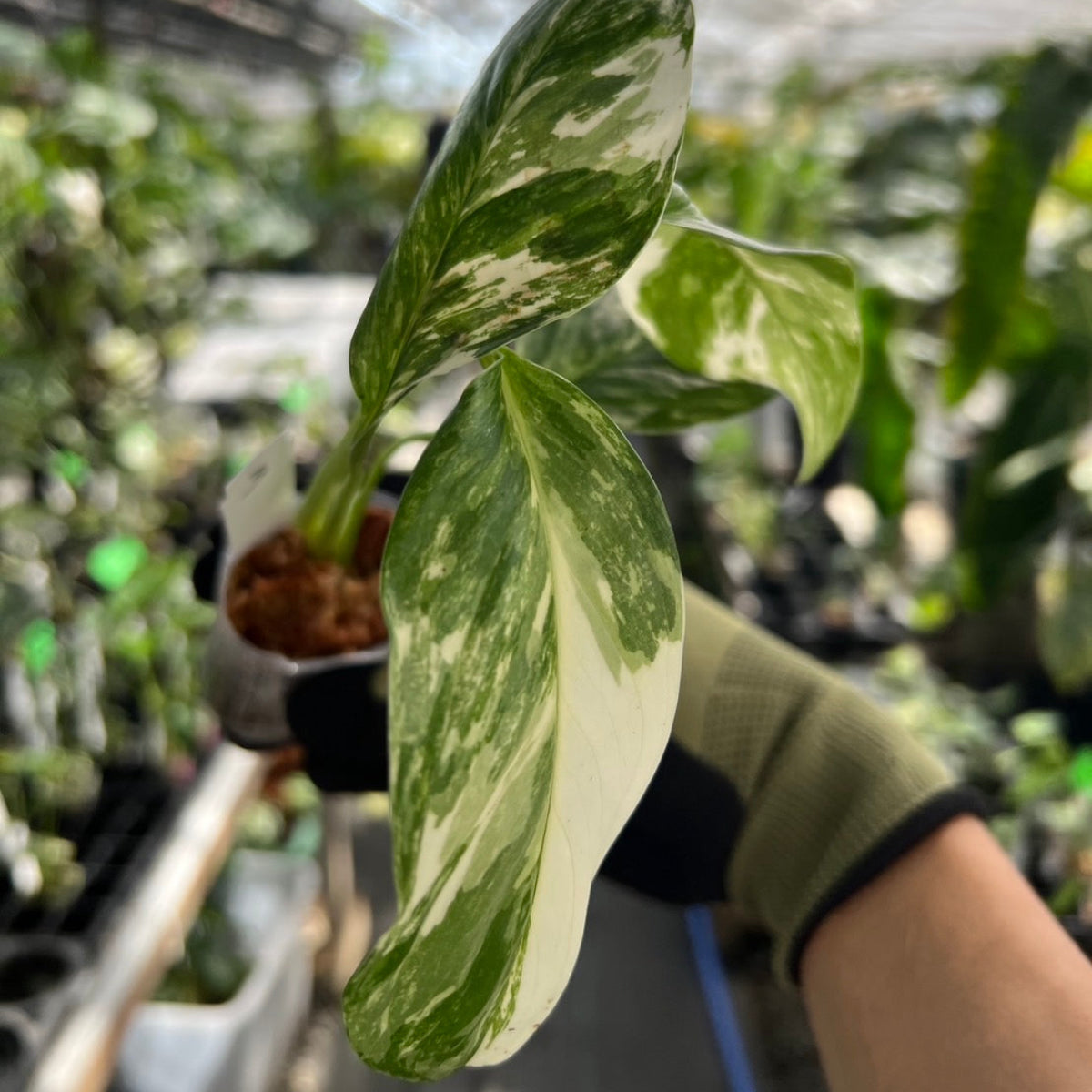 モンステラ・レクレリアナ バリエガータ 斑入り 2号