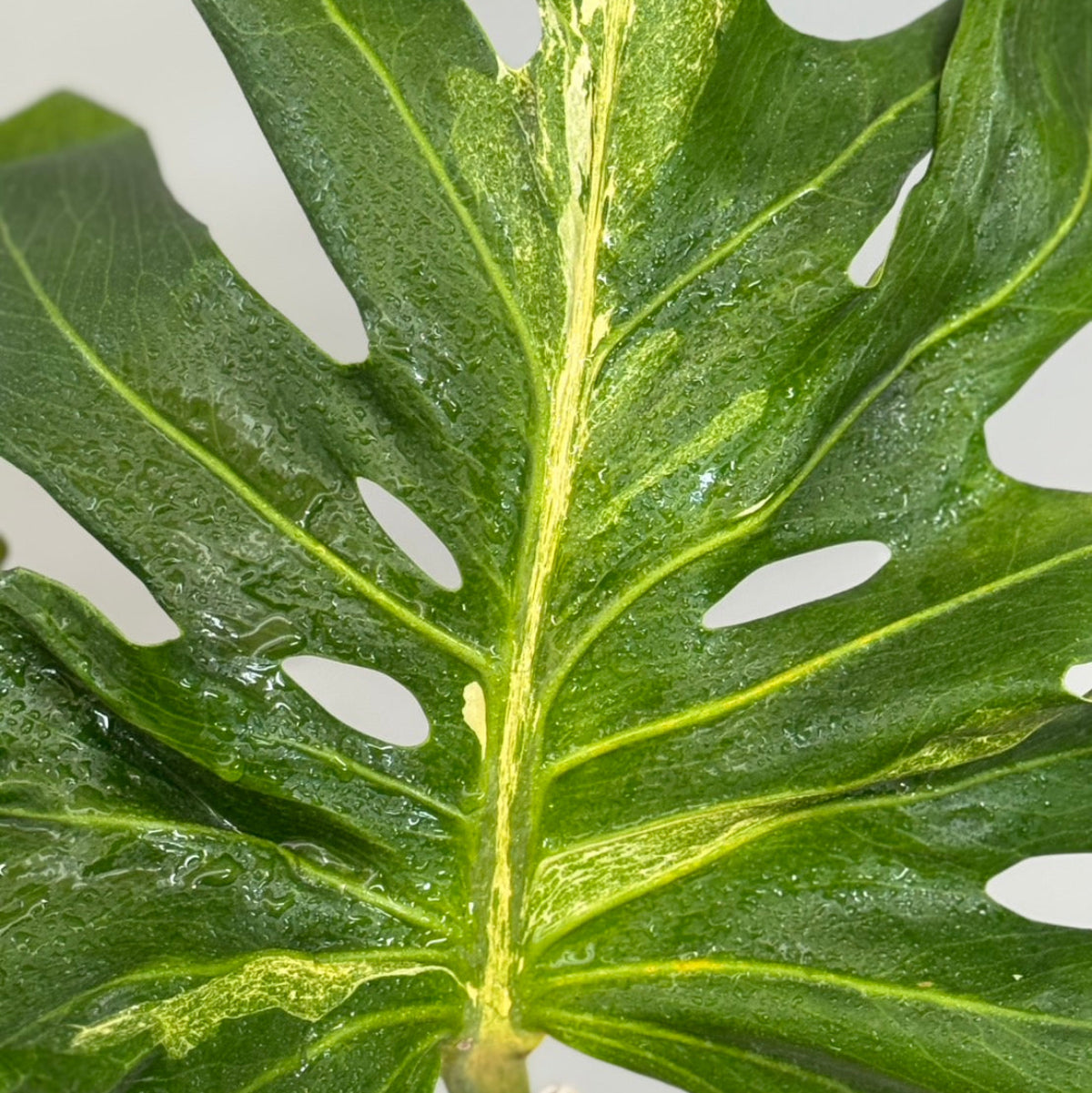 全植物一覧 – RARE PLANTS JAPAN (レアプランツジャパン)