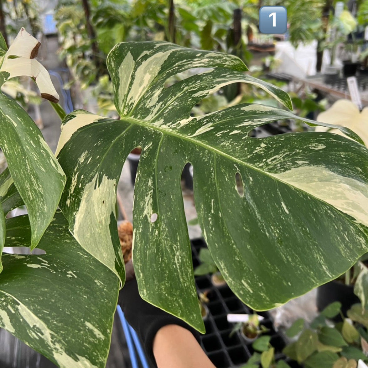 モンステラ Monstera – RARE PLANTS JAPAN (レアプランツジャパン)