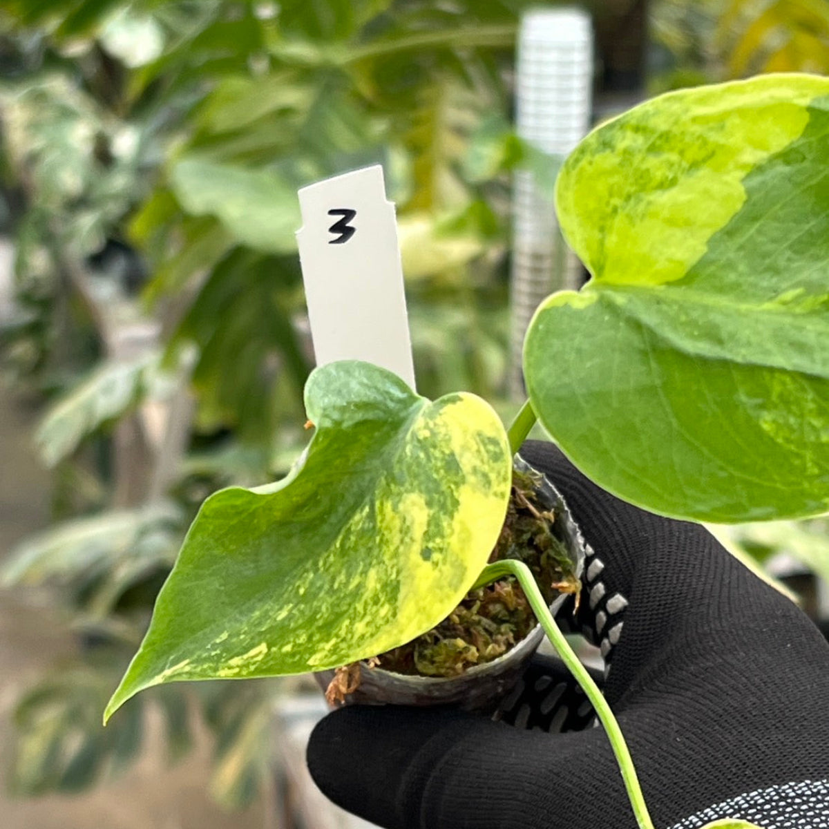 モンステラ・デリシオーサ 'イエローマリリン' 2号 – RARE PLANTS