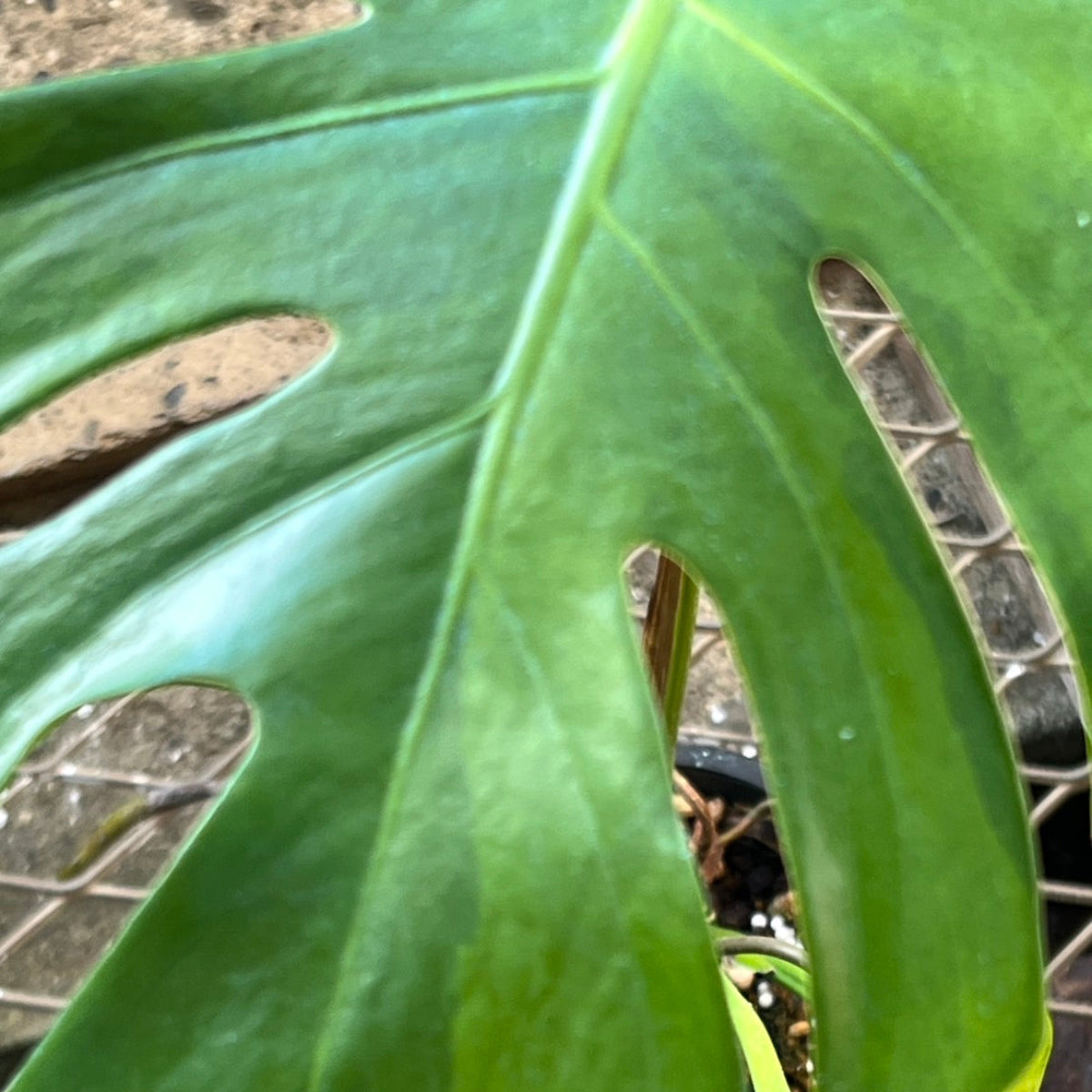 【選抜株】モンステラ　デリシオーサ 'グリーンオングリーン抹茶 斑入り'　