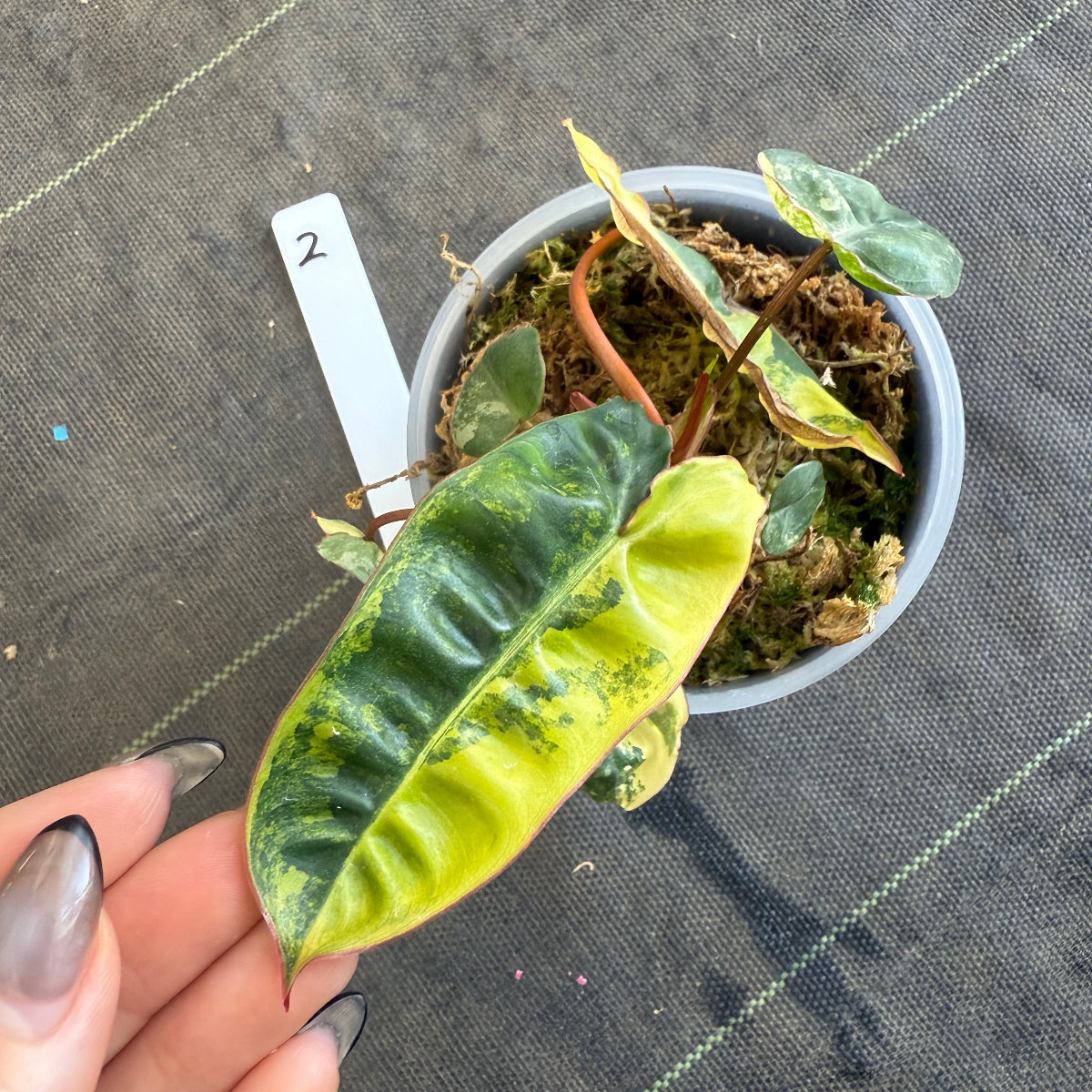 【再入荷】フィロデンドロン・ビレッティア 斑入り 3.5号サイズ