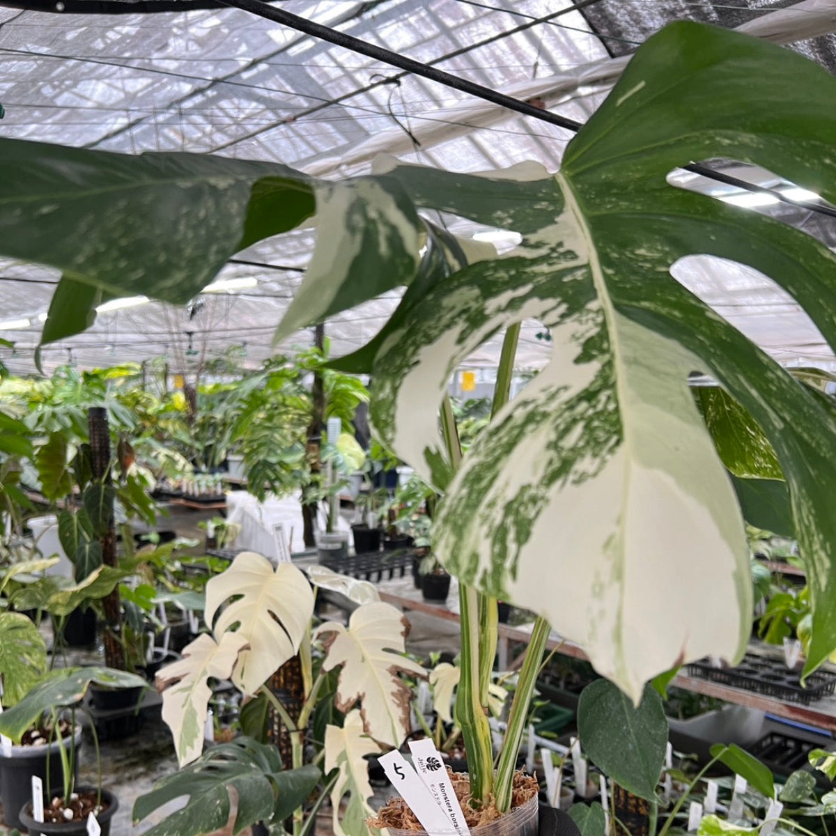 選抜】モンステラ・デリシオーサ var.ボルシギアナ 'アルボ(ホワイト