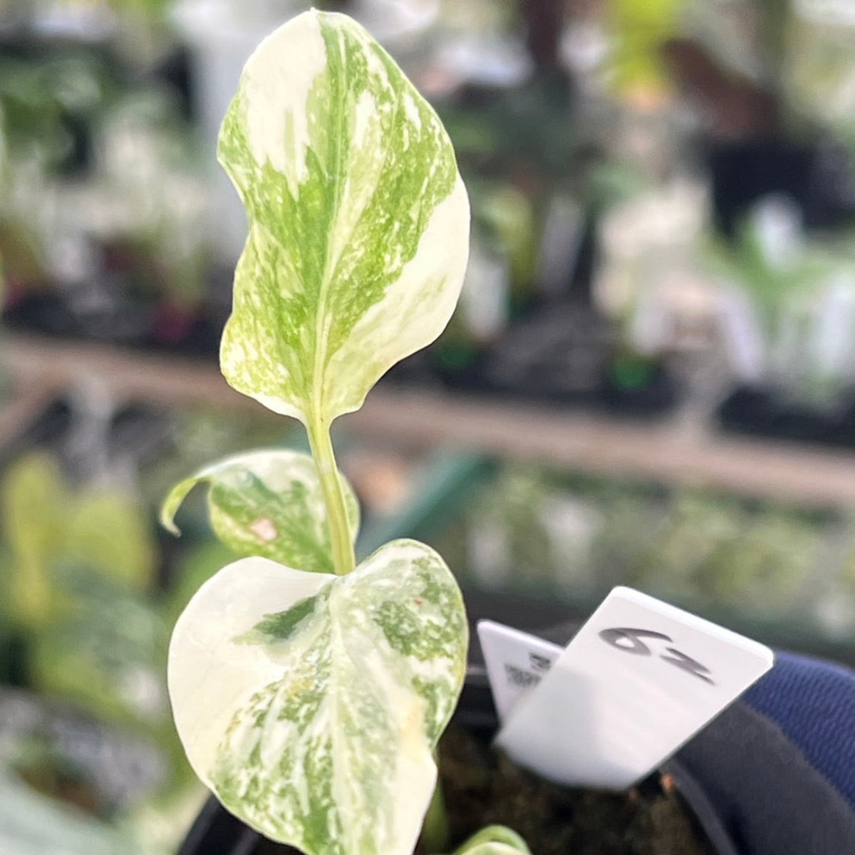 【シロウト園芸選抜株2号サイズ】モンステラ・デリシオーサ　'タイコンステレーション'