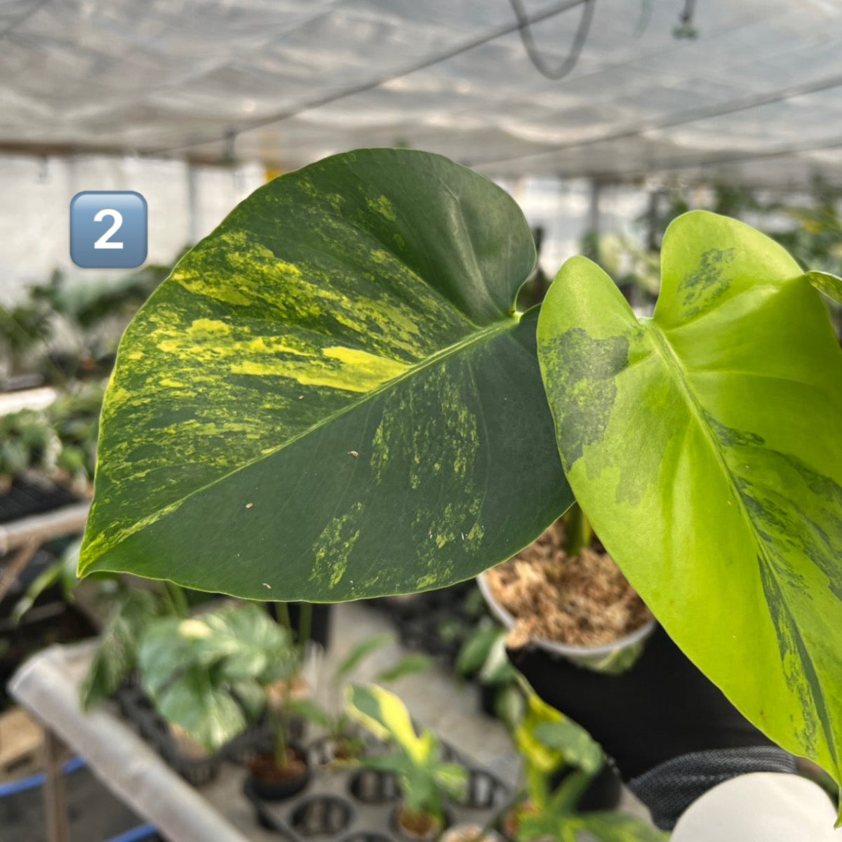 初出品/コレクション】モンステラ デリシオーサ 'ポンポン' – RARE
