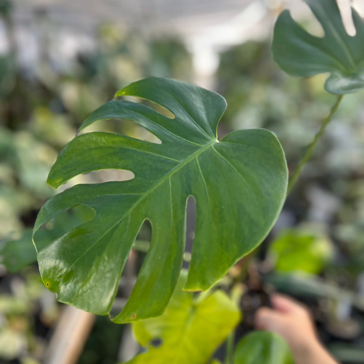 全植物一覧 – RARE PLANTS JAPAN (レアプランツジャパン)