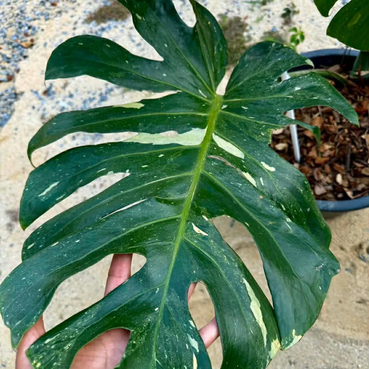 【Live販売】 53番　モンステラ・デリシオーサ NOID『009』