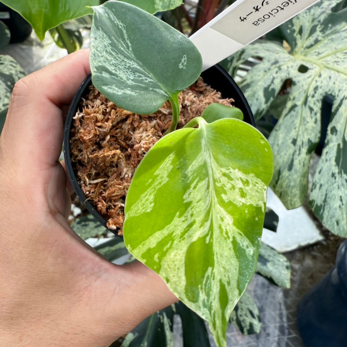 希少 モンステラ バルバソウ ベトシオーサ 希少 モンステラ バルバソウ ベトシオーサ コレクション】モンステラ