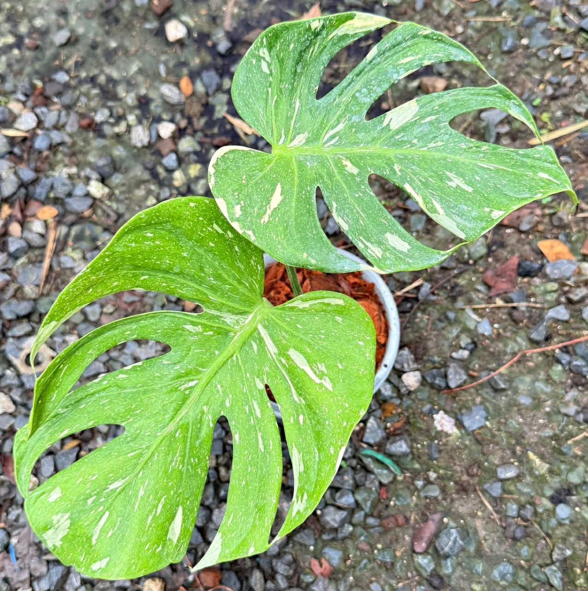 【Live販売】 58番　モンステラ・デリシオーサ 'メデューサ'002