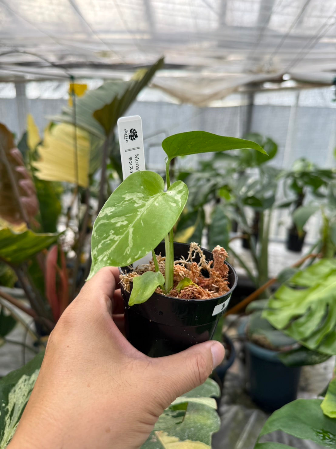 モンステラ　ベトシオーサ　送料無料　健康株 コレクション】モンステラ・デリシオーサ 'ベトシオーサ' TC苗順化済み